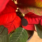 Gespräch mit Weihnachtsstern